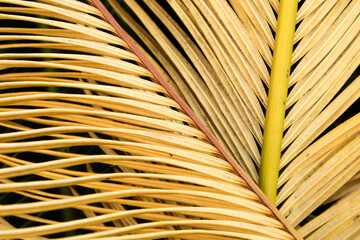 ソテツ　ソテツの葉の部分を撮った。