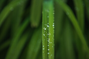 Naklejka premium Drops of dew on the green leaves of the day-lily.