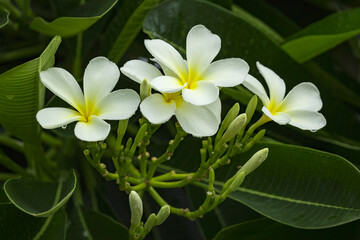Obraz na płótnie Canvas Branch of tropical flowers frangipani (plumeria) of thailand