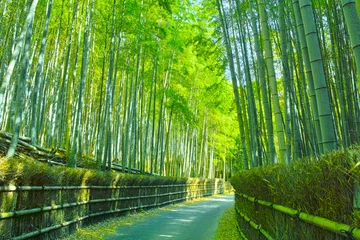 Selbstklebende Fototapete Kyoto Kyoto Bambushain und Wege