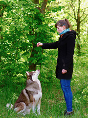 A girl trains a hussy dog
