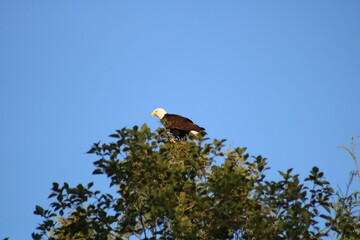 A wild american bald eagle sitting in a tree above a lake looking for fish.