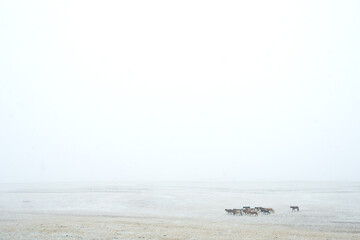 landscape of amazing lake with horses on shore at cloudy day 
