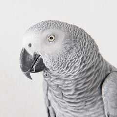 Obraz premium Portrait parrot in studio