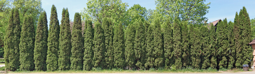 Ideal long and high green fence from evergreen coniferous trees