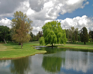 Willow Tree/Cloudy Day