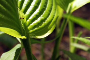 The ant in the grass on a large green leaf
