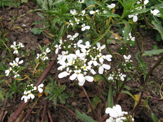 Bittere Schleifenblume, Iberis Amara