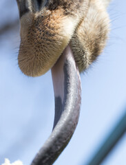 Giraffe shows the language in nature