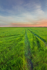 Obraz premium Rural road in a field with green grass