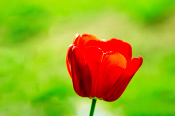 Red tulip bud close-up