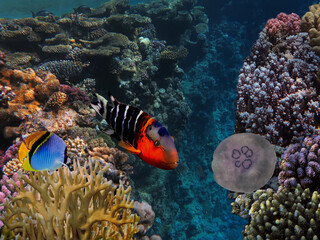 Fototapeta na wymiar Jellyfish and Tropical fish in the Red Sea, Egypt