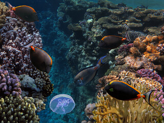 Jellyfish and Tropical fish in the Red Sea