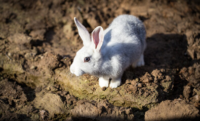 Hares on the ground in the wild