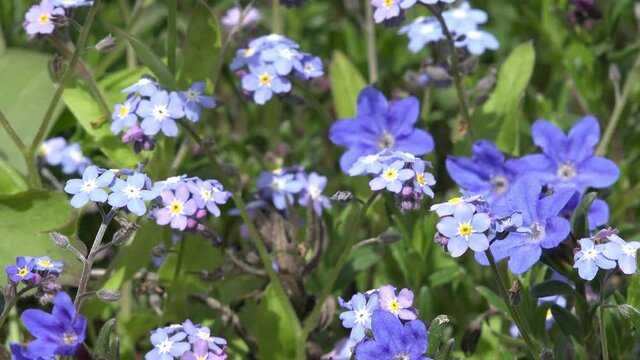 blue forget me not and blue Shrubby Gromwell in the nature