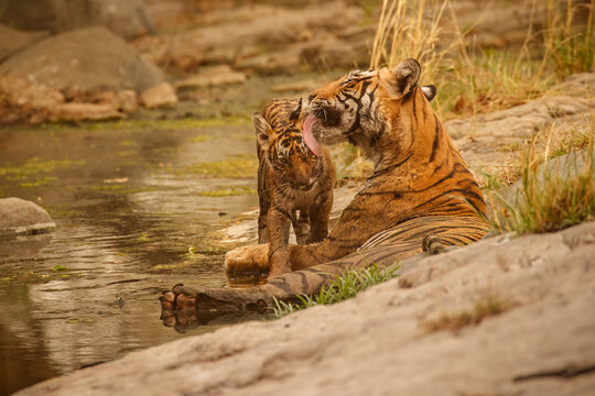 Tigers in the nature habitat. Tigers mother and cubs resting in the water. Wildlife scene with danger animal. Hot summer in Rajasthan, India. Dry trees with beautiful indian tiger, Panthera tigris