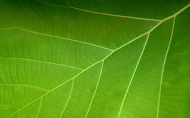 Textures and stripes of green leaves. Have a name 