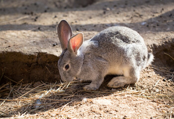 Hares on the ground in the wild