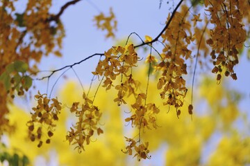 Beautiful cassia fistula yellow flowers closeup on tree and green leaves sky background