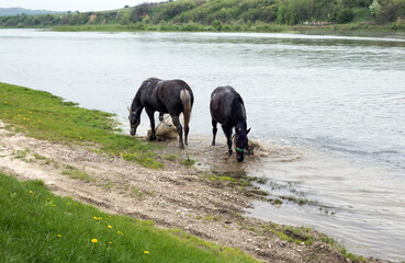 Two nice black horses stands in river and clatter hooves in water