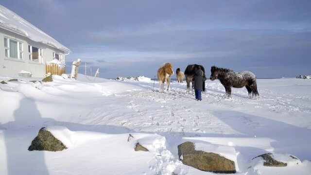 Iceland scenic landscape nature winter snow poney horse kid pet