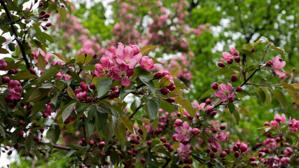 Spring Flowers