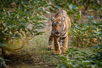 Tiger cub in the nature habitat. Tiger cub in the nice green bush. Wildlife scene with danger animal. Hot summer in Rajasthan, India. Dry trees with beautiful indian tiger, Panthera tigris