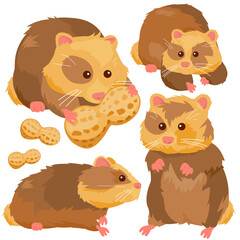 Cute hamster pets eating peanuts. Vector illustration