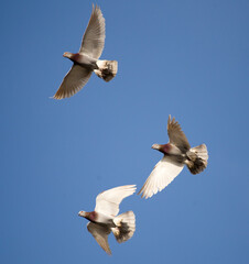 Flock of pigeons against the sky