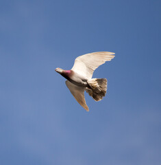 One dove flies against the blue sky