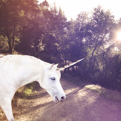 unicorn © marbenzu