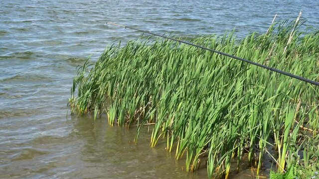 The surface of smooth water between the reeds,fishing rod, fishing, 4K.