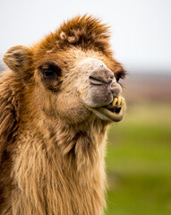 Fototapeta premium Portrait of camel on nature in spring