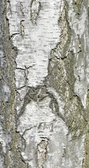 Rinde einer Birke