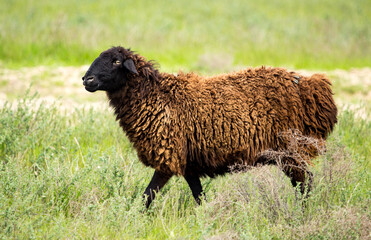 Ram in the pasture in the spring