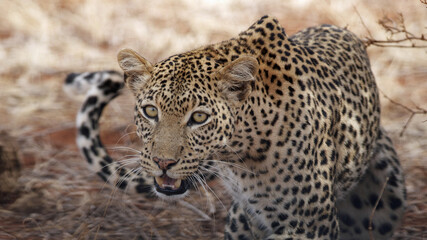 Fototapeta na wymiar Leopard of Tanzania
