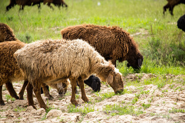 Ram in the pasture in the spring