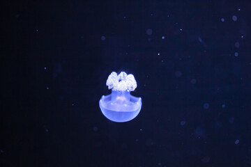 jellyfish