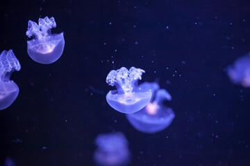 Obraz na płótnie Canvas jellyfish