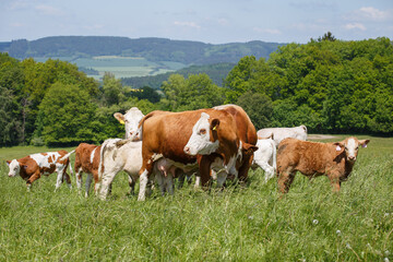 Fototapeta na wymiar Cows and calves grazing on a spring meadow in sunny day