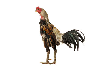 brown hen isolated on white, studio shot,chiken
