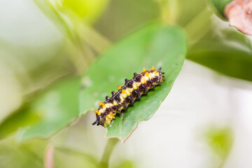 Zygaenid moth caterpillar