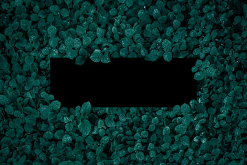 Square frame, Creative layout made with green leaves background. Blank for advertising card or invitation. Nature concept. Summer poster. black frame.