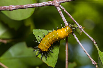 Callizygaena ada (Zygaenidae) caterpillar