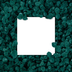 Square frame, Creative layout made with green leaves background. Blank for advertising card or invitation. Nature concept. Summer poster.