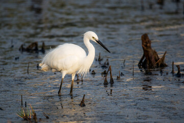Little Heron Fishing