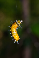 Callizygaena ada (Zygaenidae) caterpillar