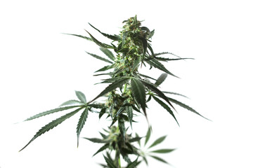 Naklejka na ściany i meble Medical Cannabis