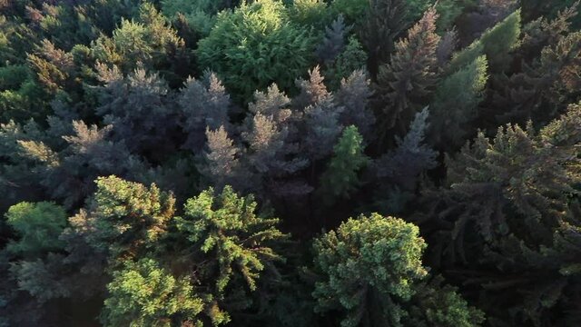 Aerial view above deep spruce forest in slow motion