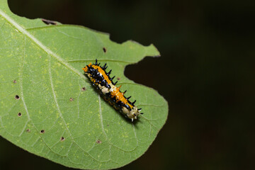 Common Mime (Papilio clytia) caterpillar